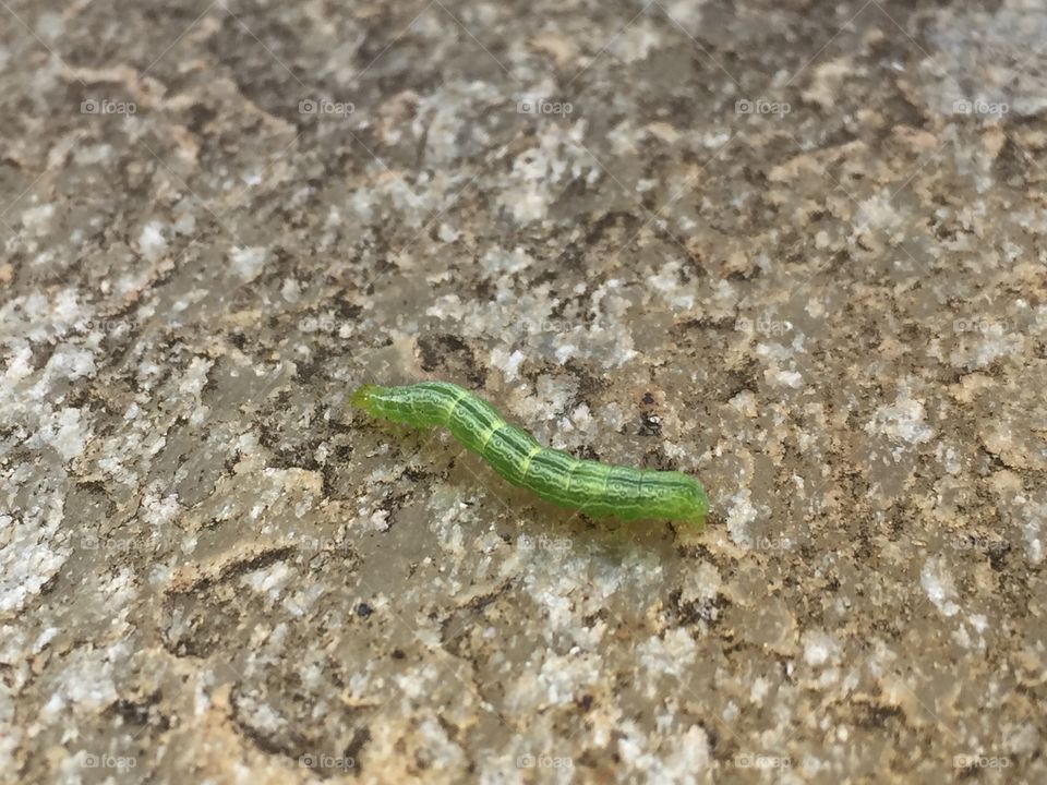 Caterpillar