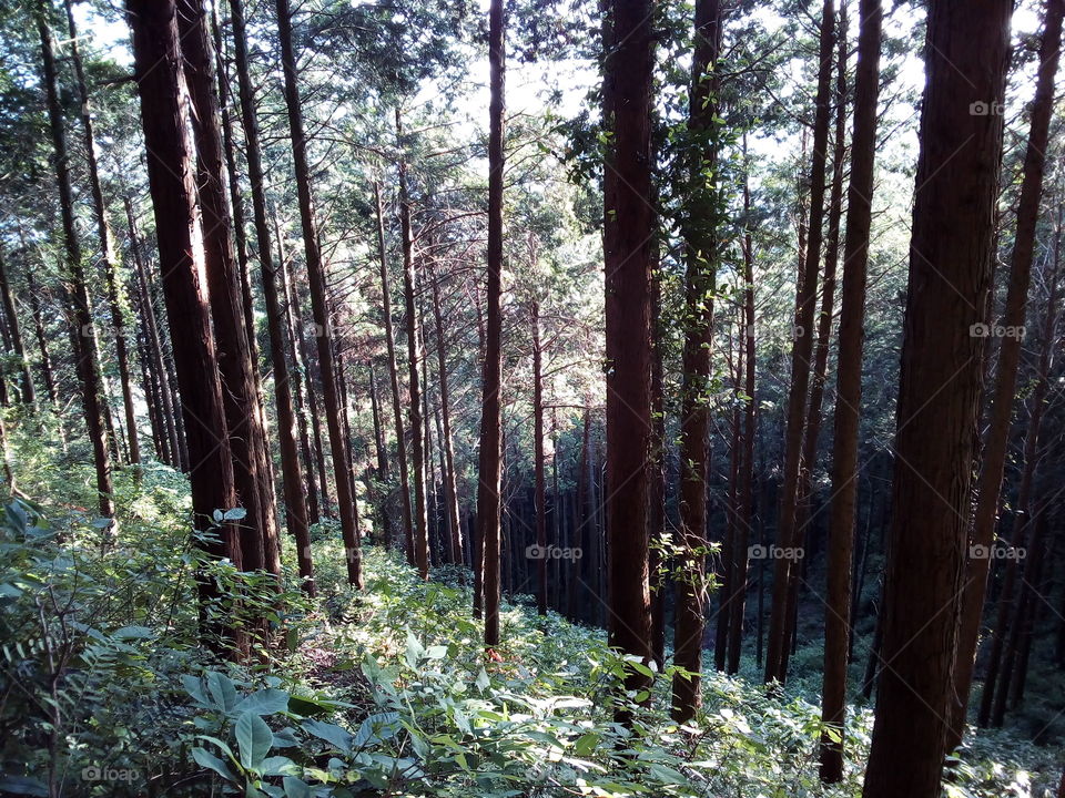 Japanese Cypress trees growing on a hill.