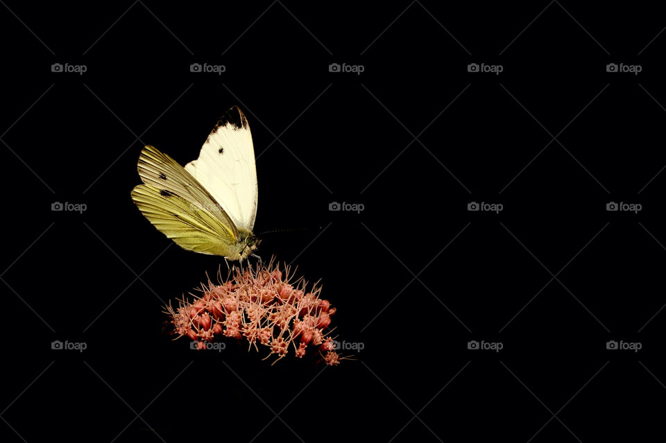 Butterfly on stamen over black background