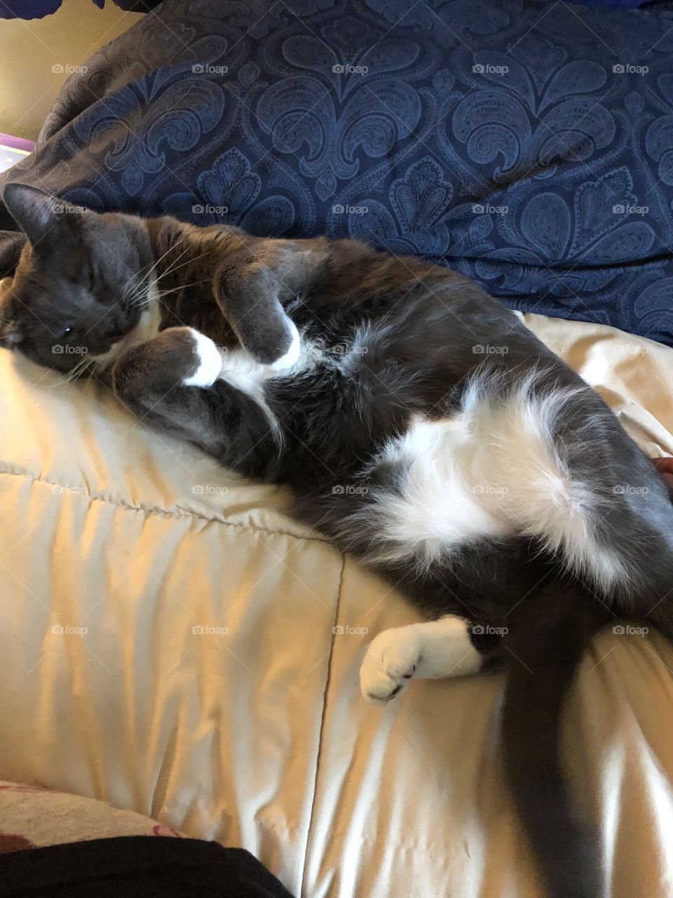 Fat Cat Sleeping 