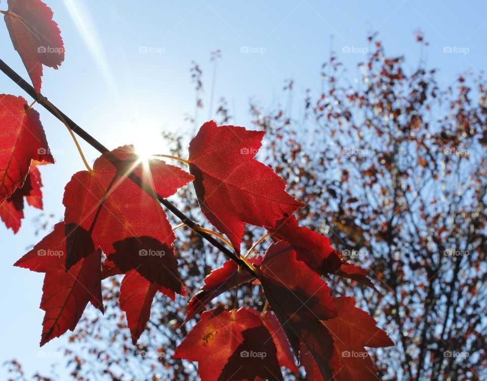 Nature's fall Beauty