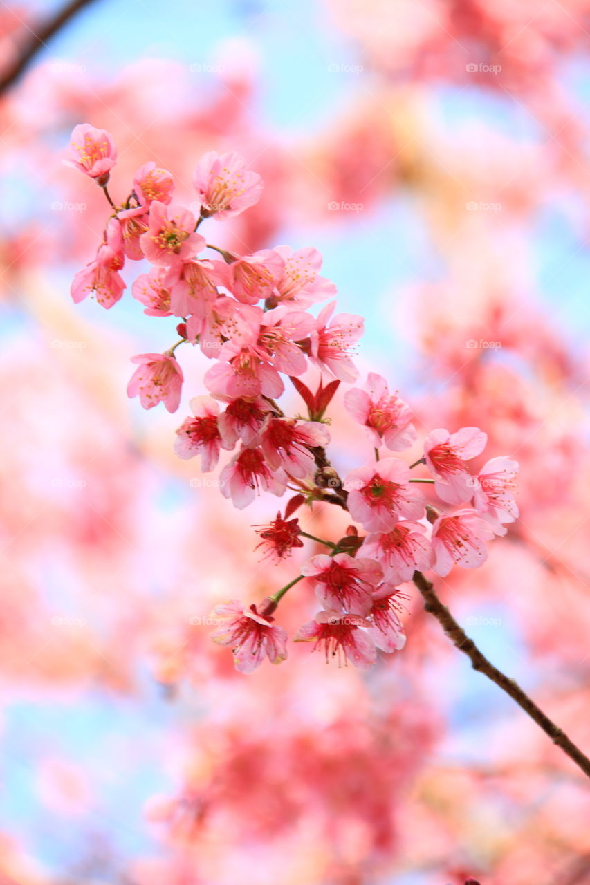 Close-up of spring flowers