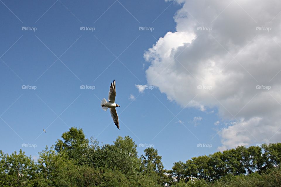 Black-headed gull