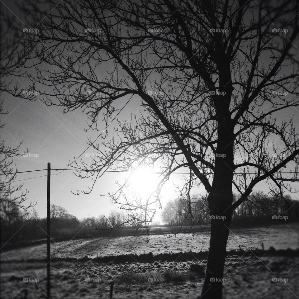 winter black tree sun by digitalambivalens