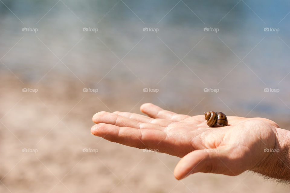 seashell on the hand