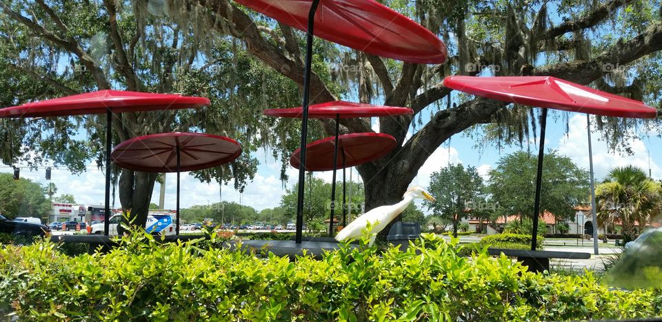 Crane walking over branches. Red umbrellas in the background.