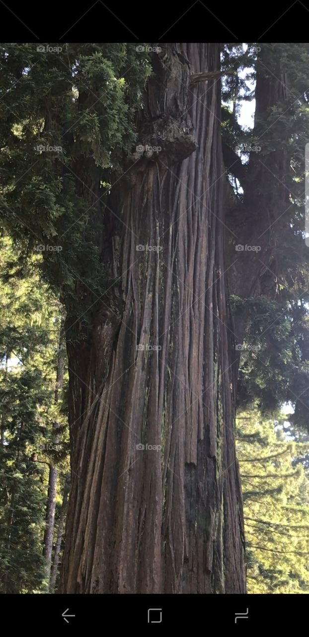 Monstrous Redwoods,  drive through tree