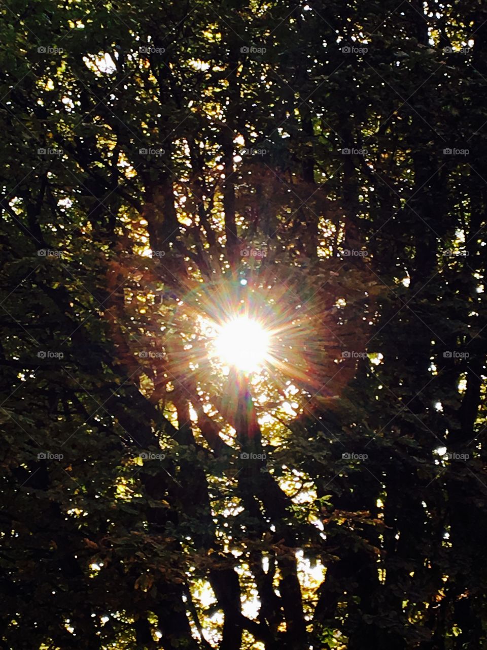 Sun through tree