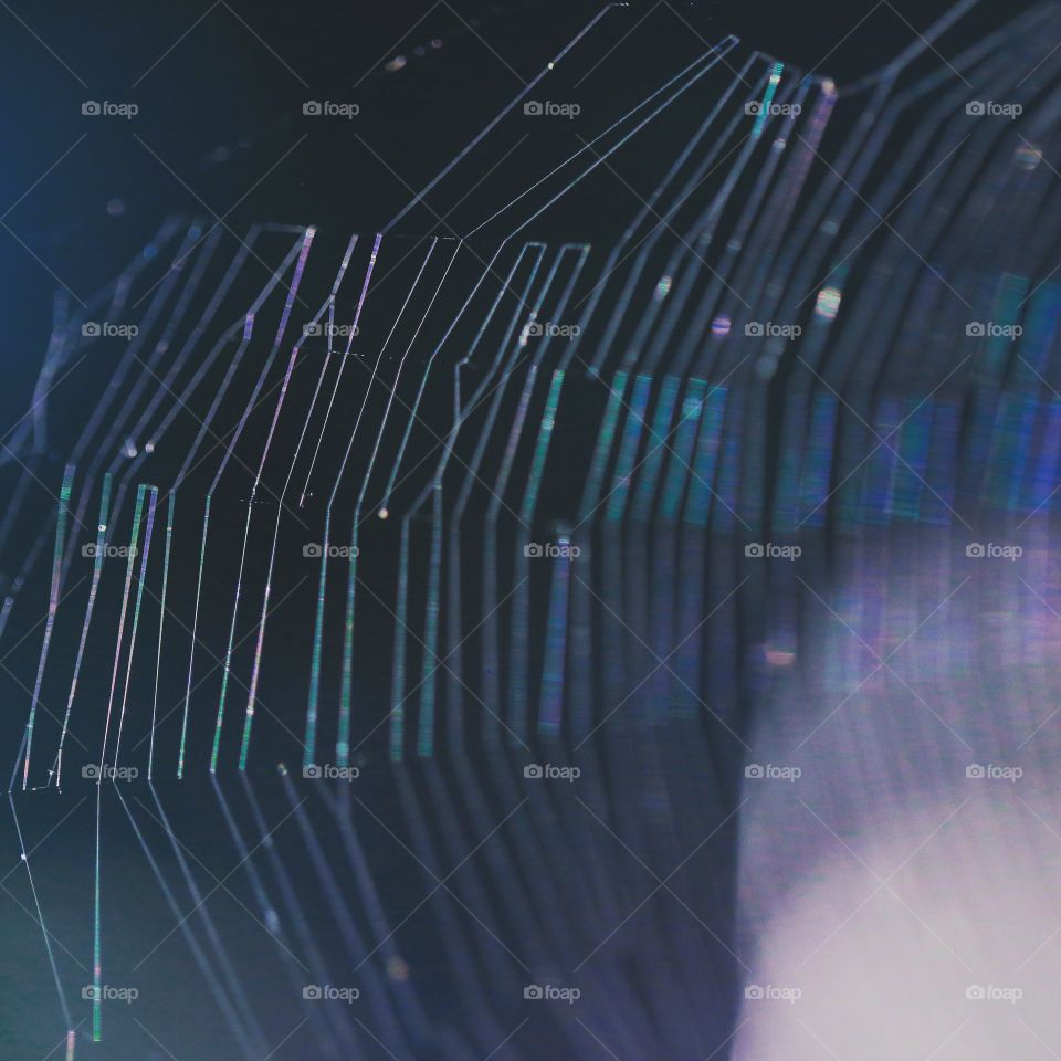 A gorgeous web in the light