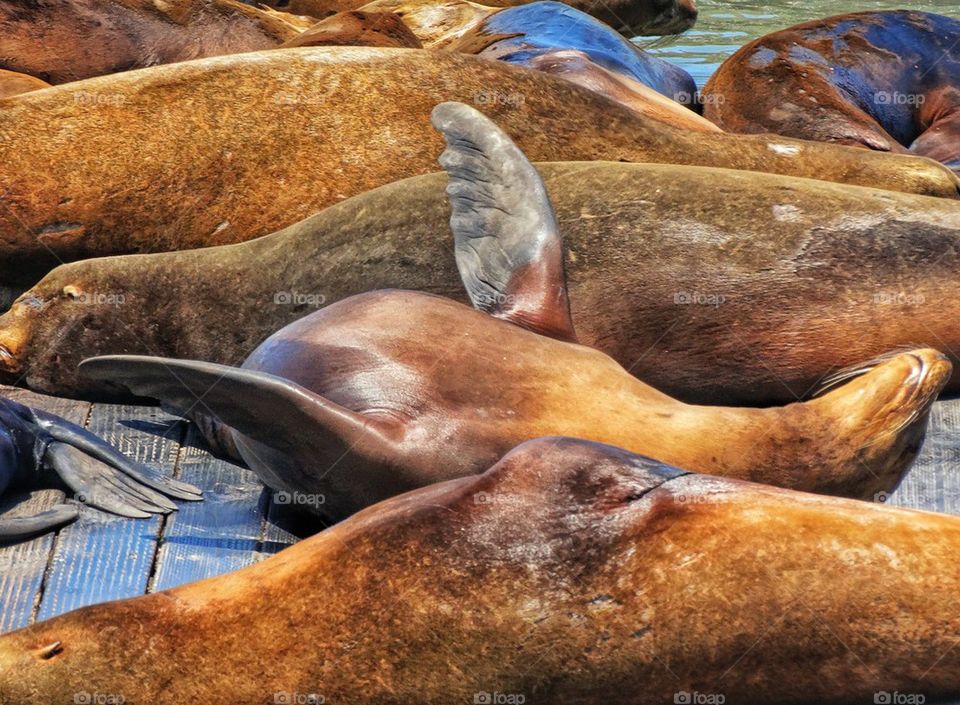 Seals sleeping on a dock