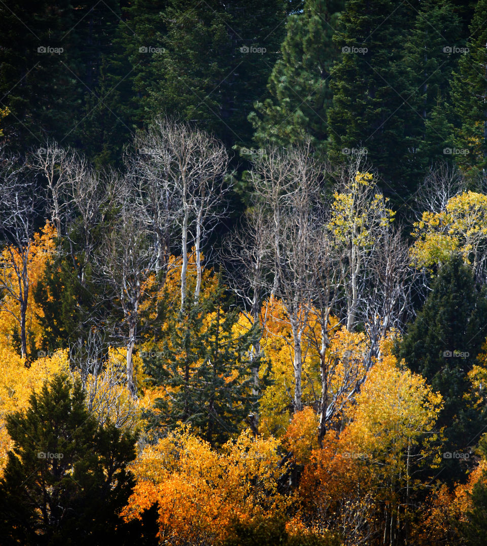 Fall Colors, Aspens and Pine trees.