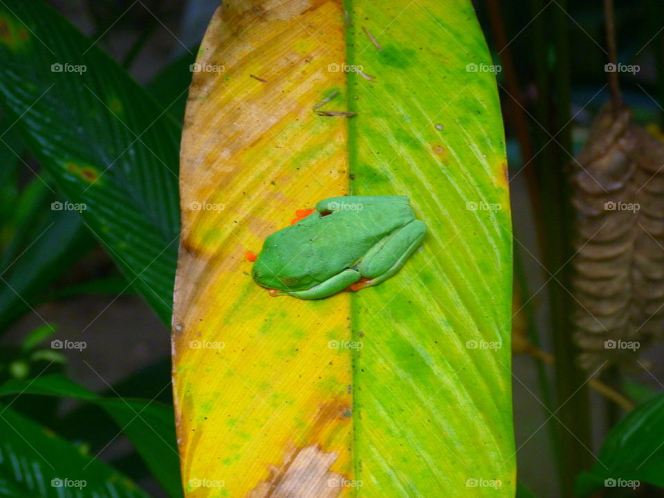 Green frog inCosta Rica