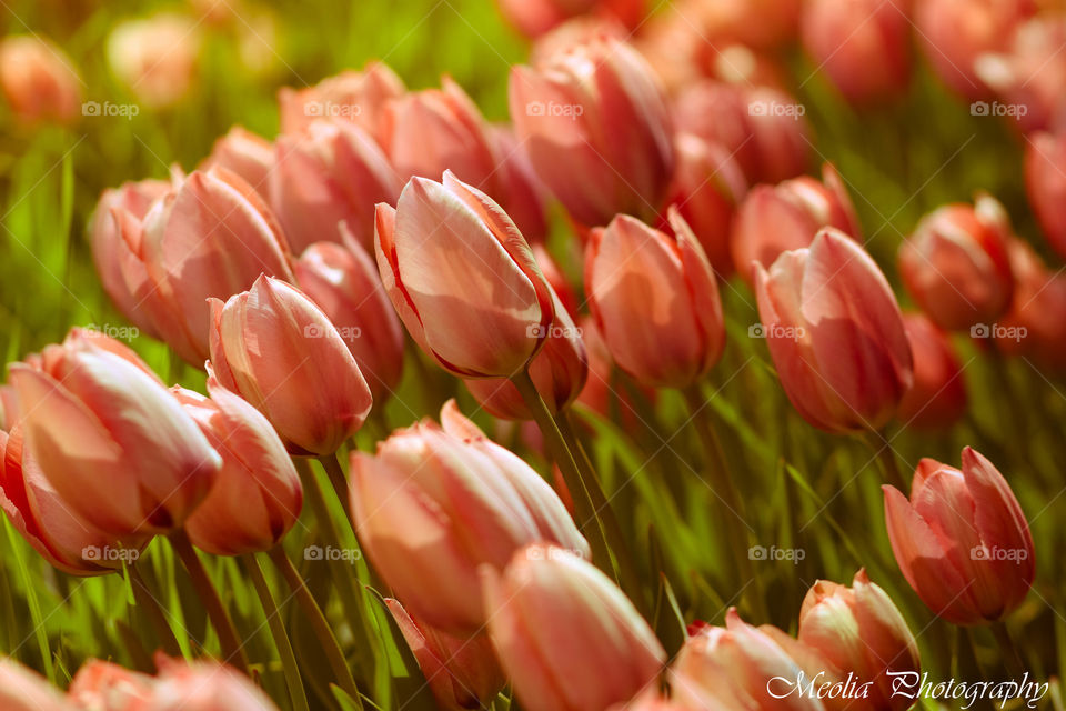 Tulips in spring