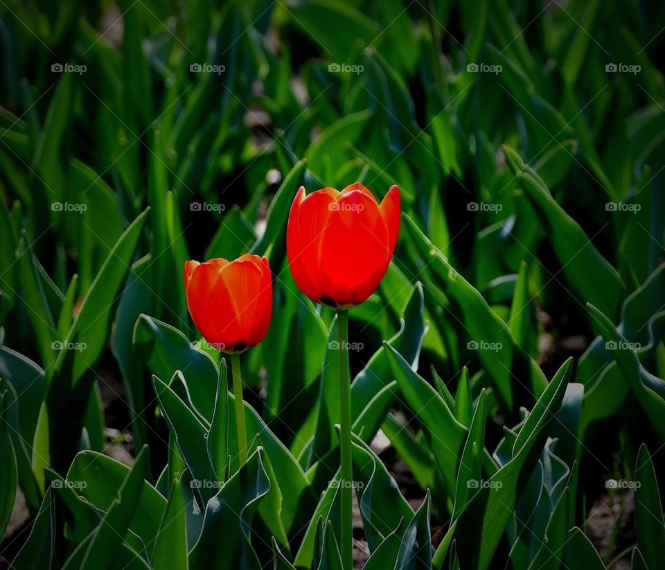 Beautiful flowers outside 