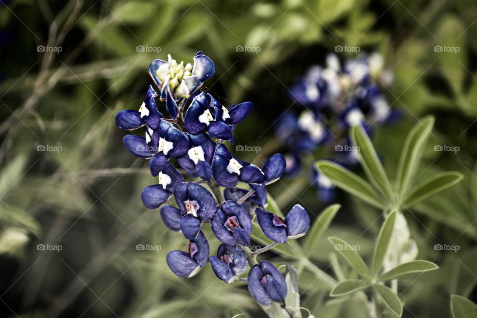 Bluebonnet time in Texas!!!