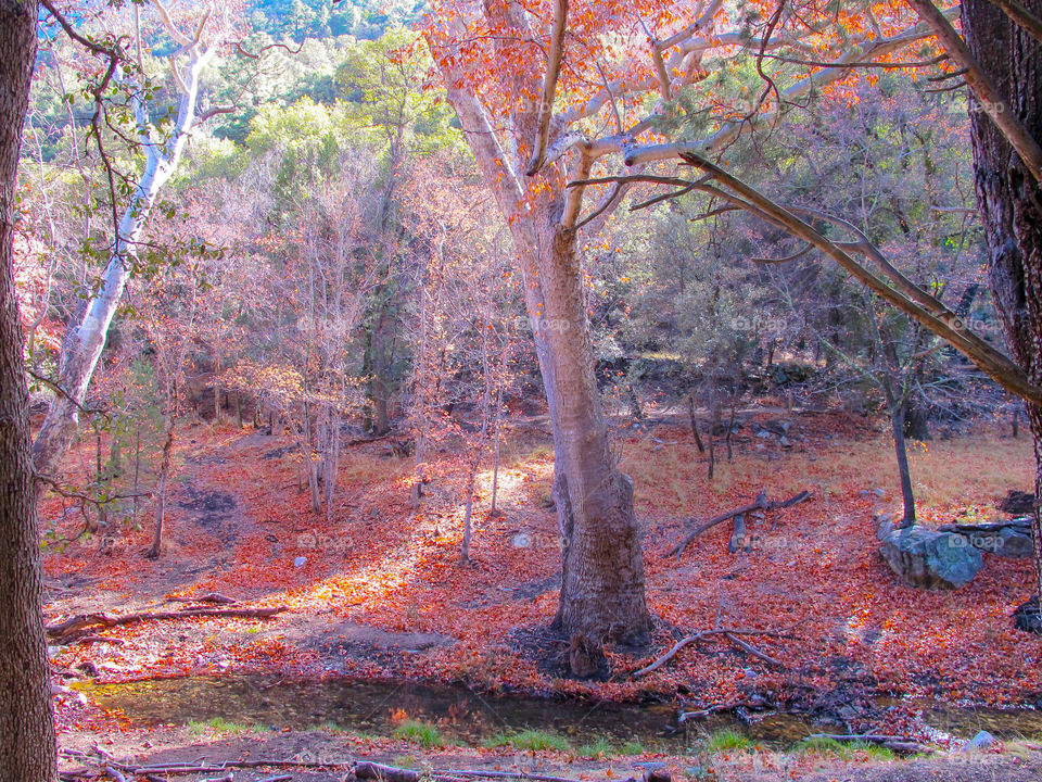 Fall colors