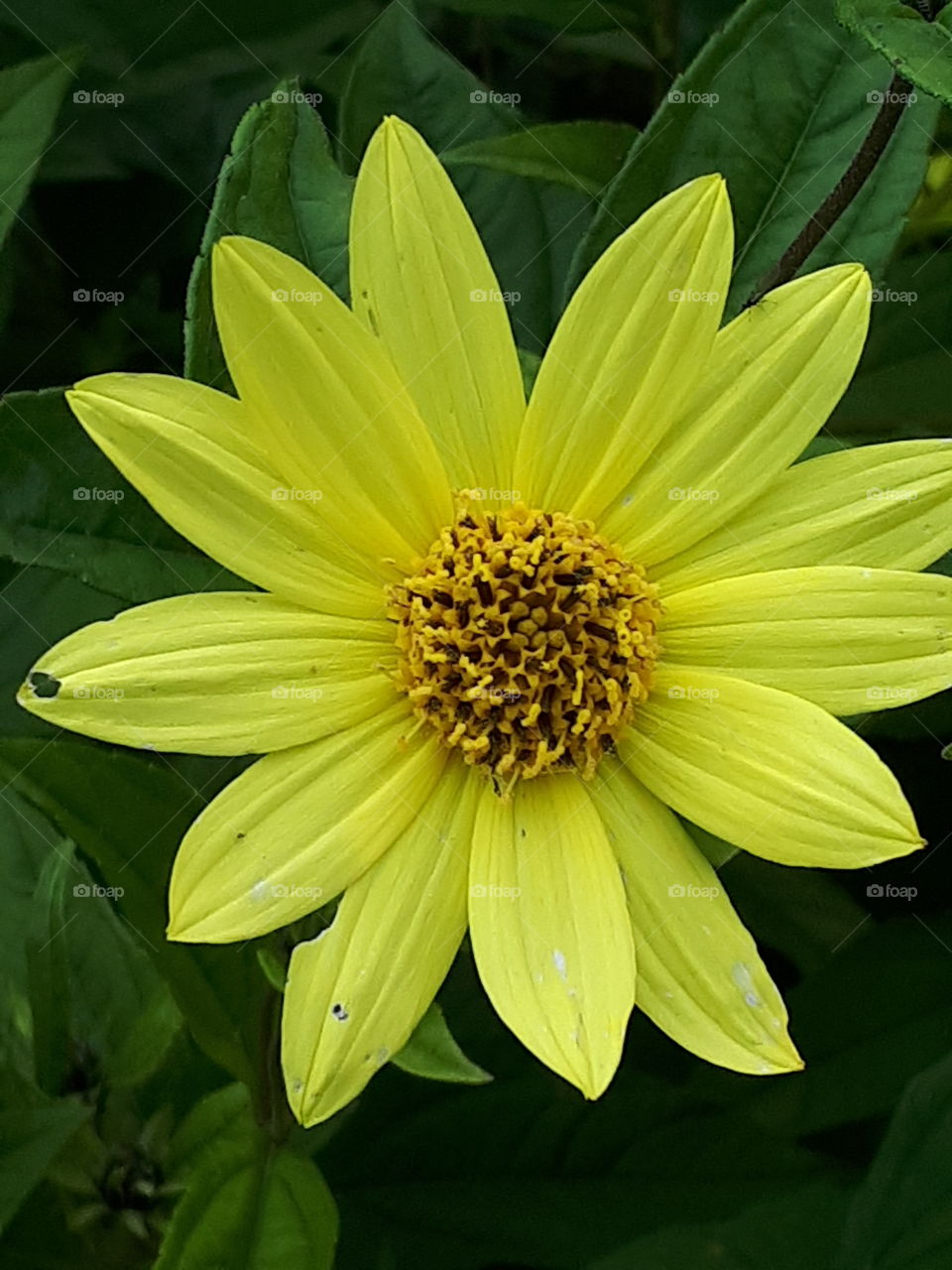 Yellow Flower