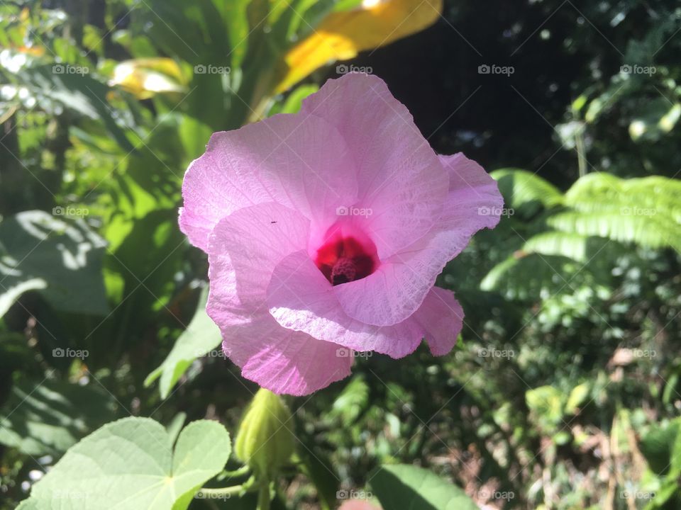 Pink Native Hawaiian hibiscus