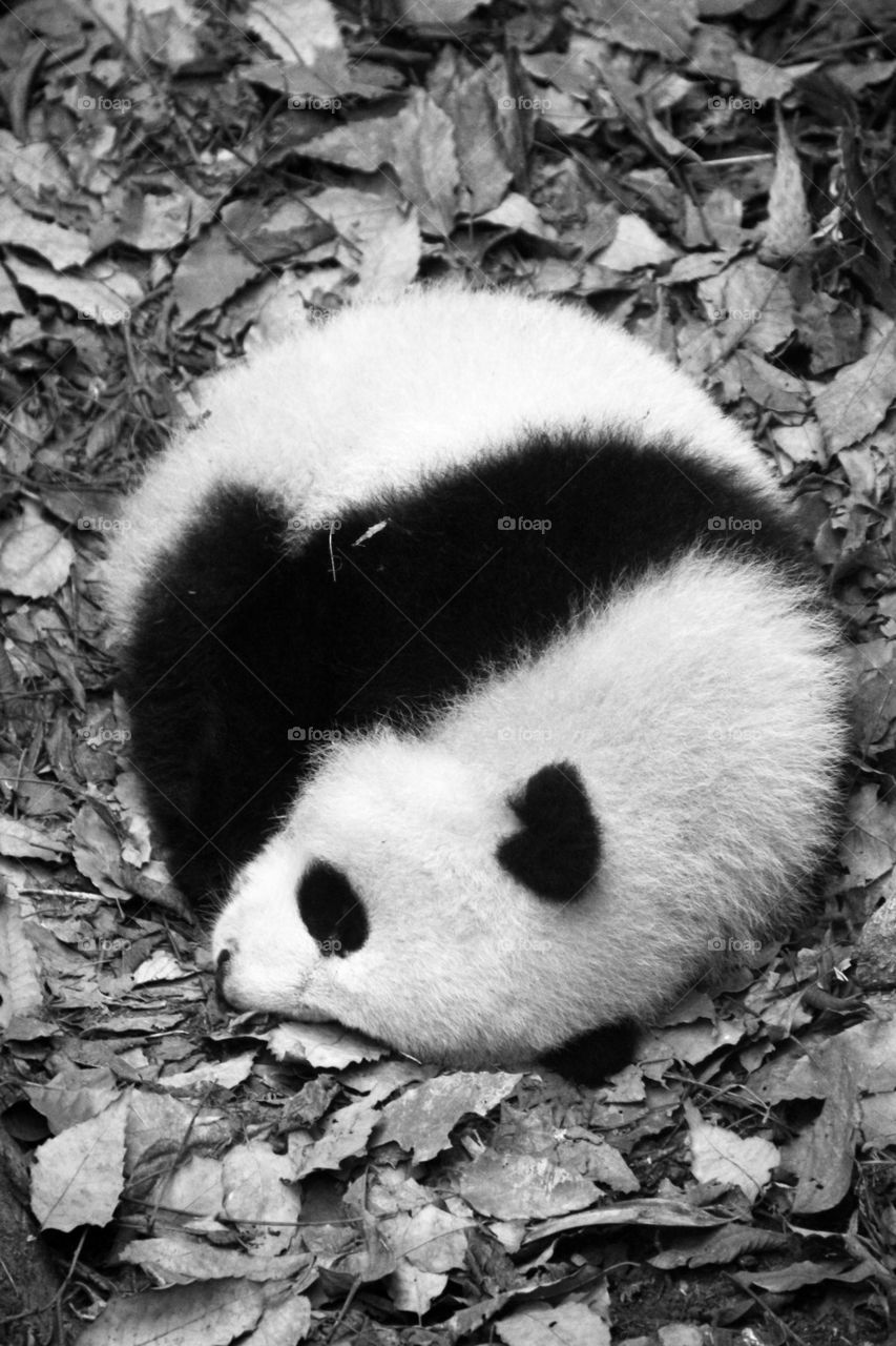 Sleeping panda cub
