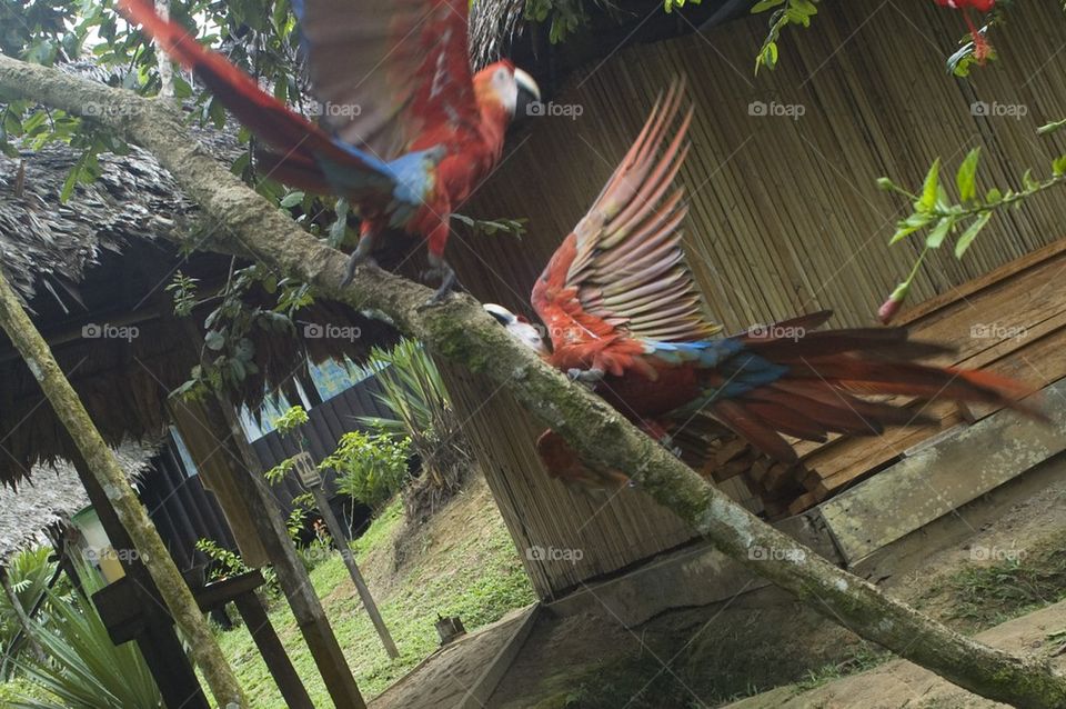Macaws fighting