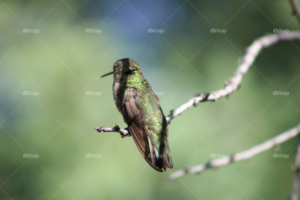 pretty green feathers of hummingbird