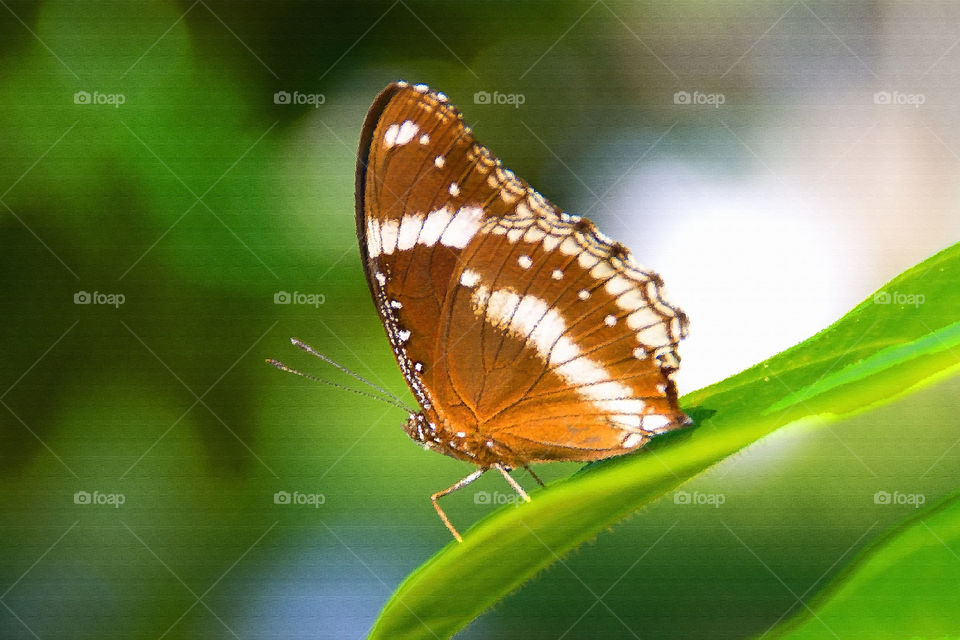 a beautiful life of butterfly