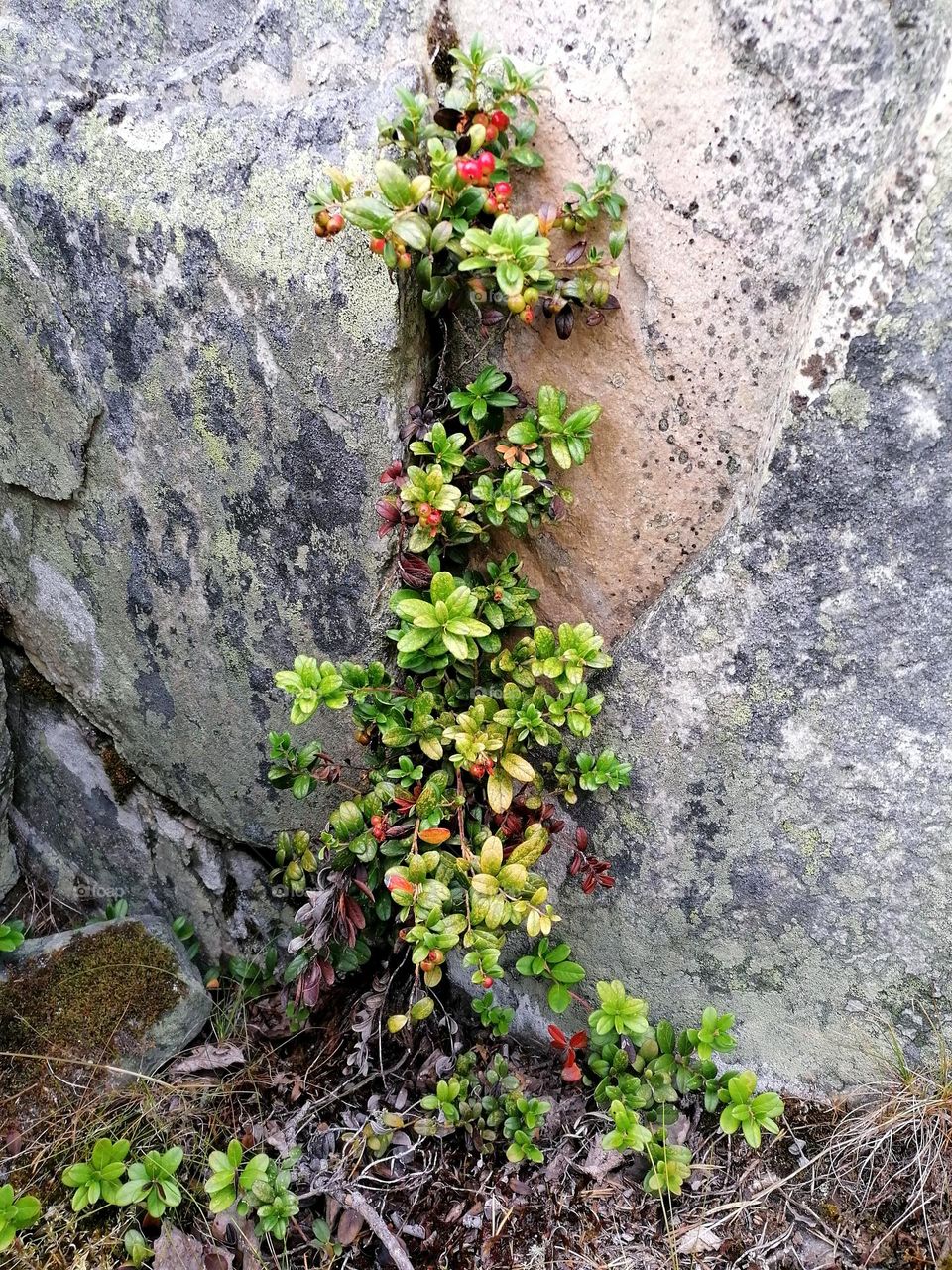 Lingonberry is a hardy plant and can even grow between stones