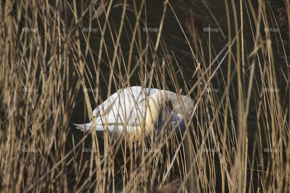 close up of a white swan