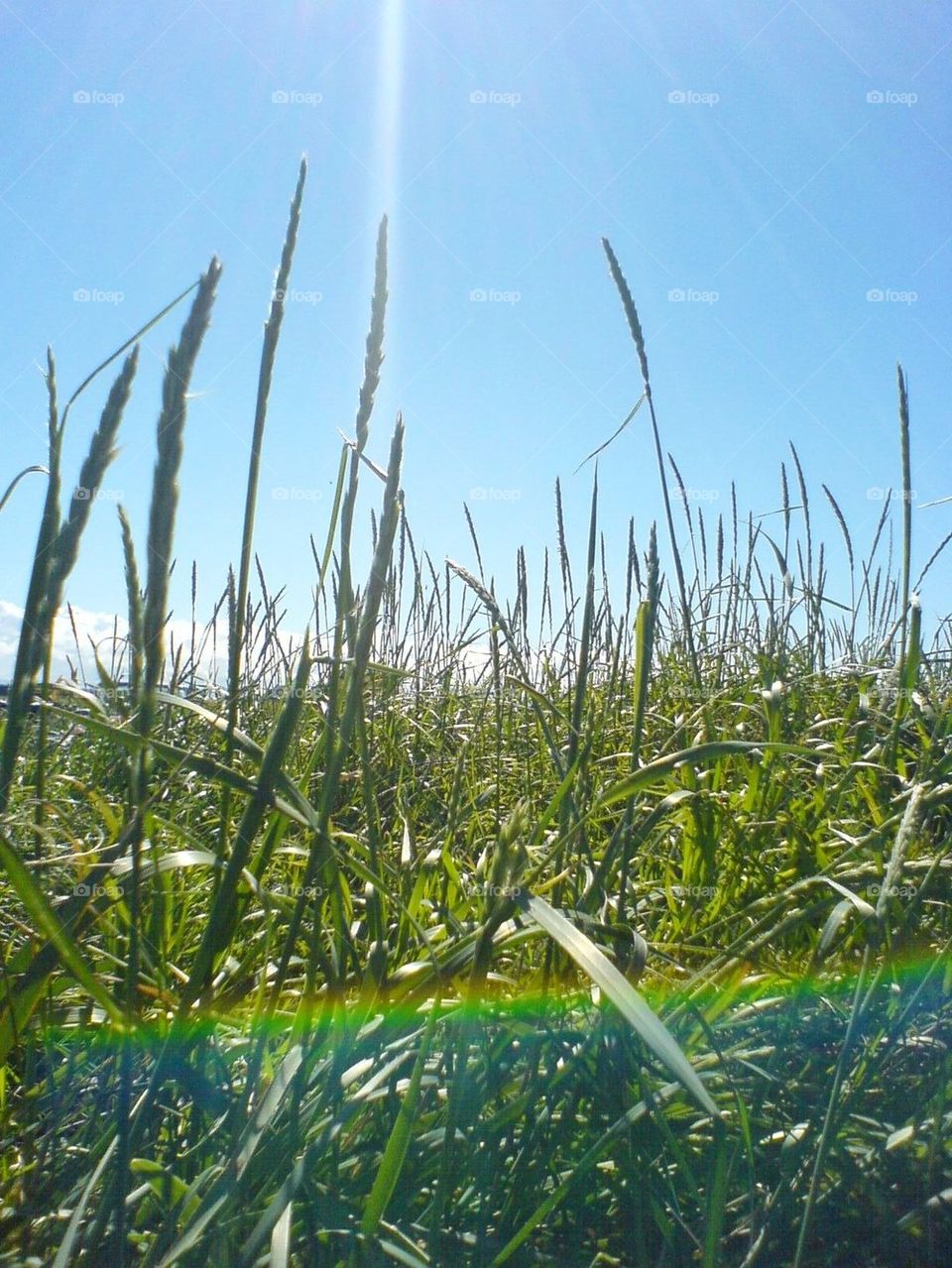 Rainbow grass