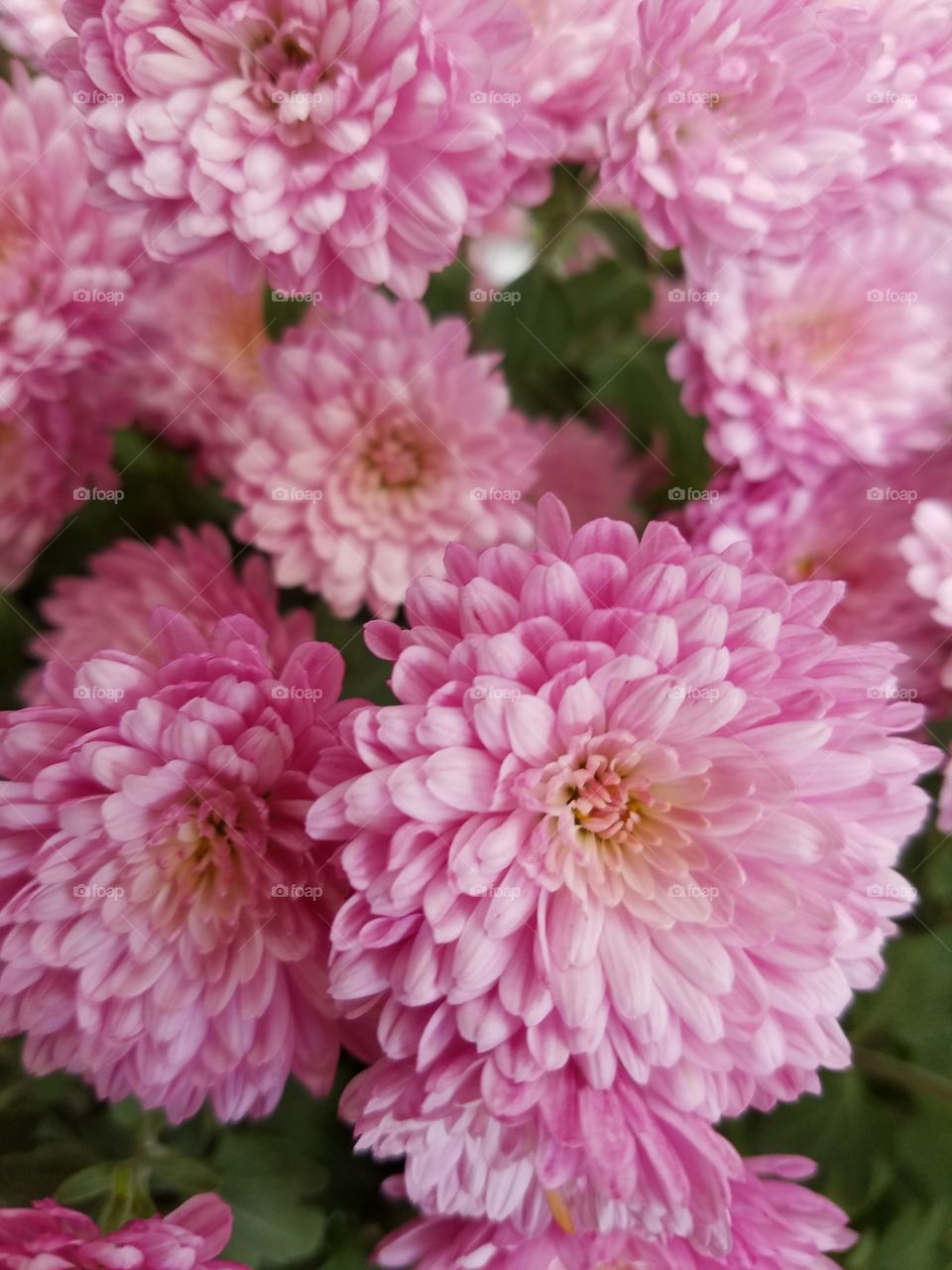 macro chrysanthemum bunch