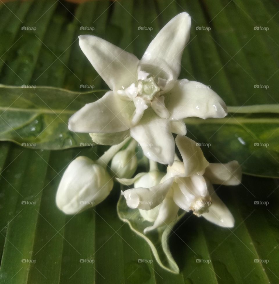 amazing white flower photo 🤩