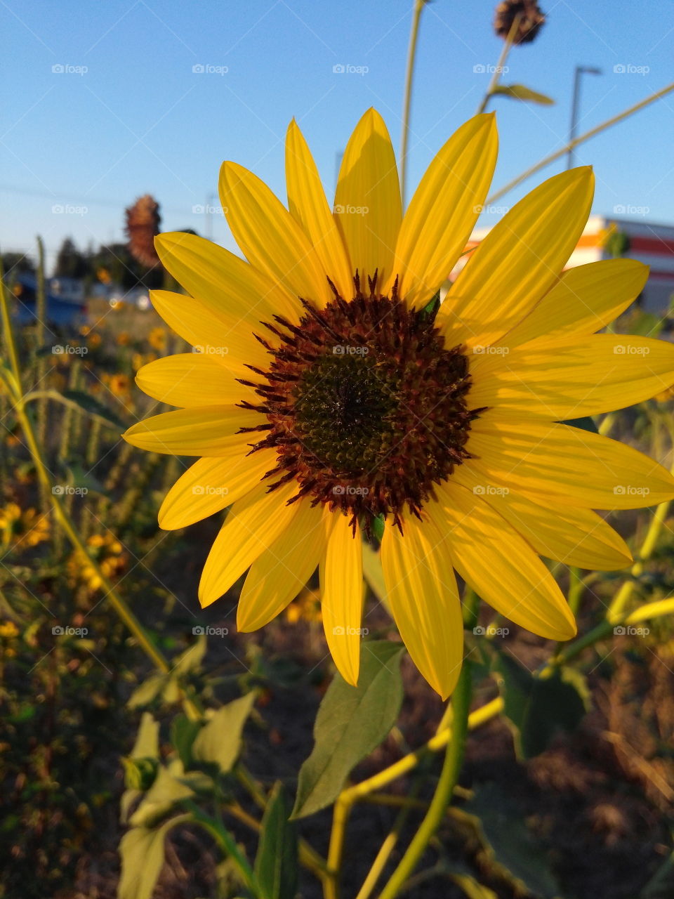 sunflower