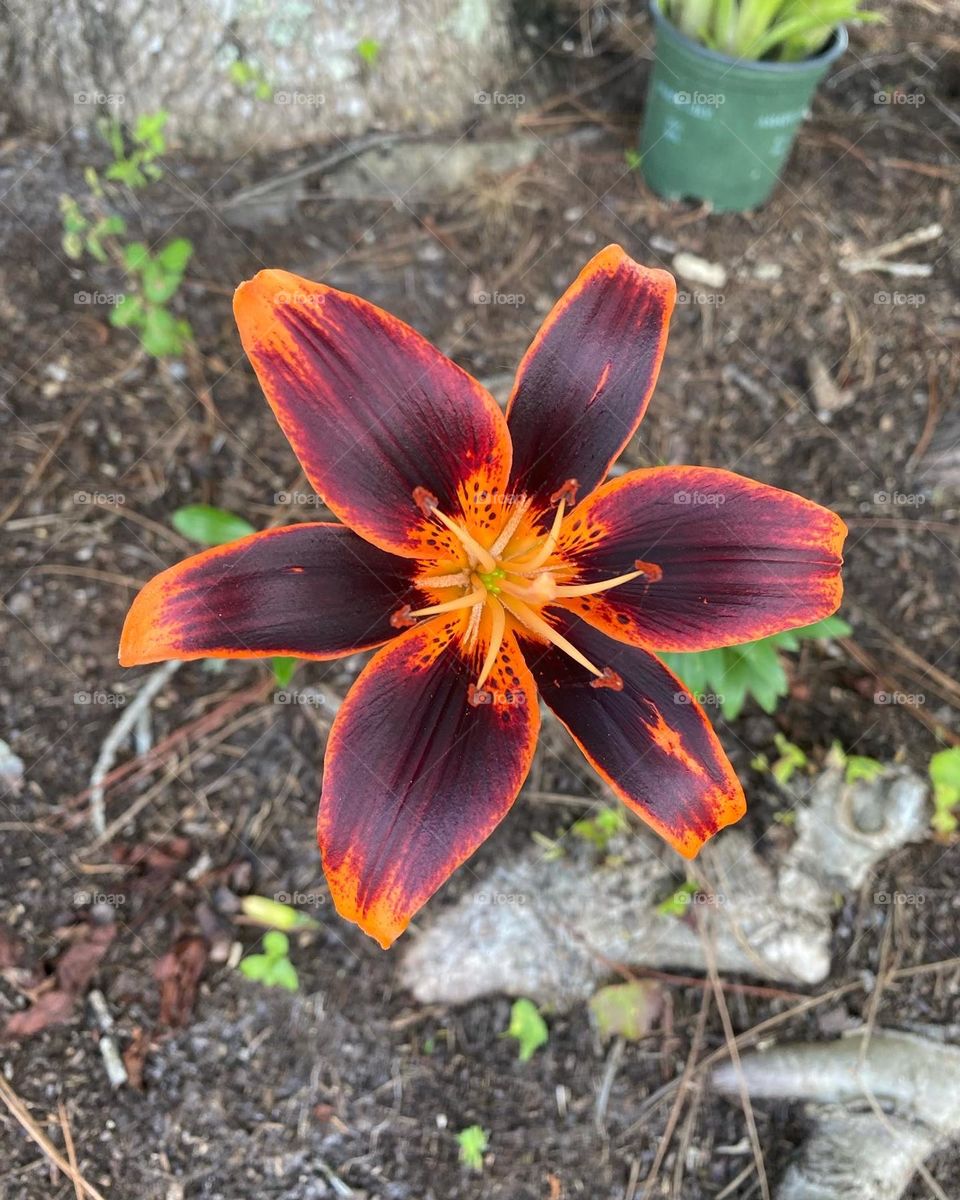 Tiger Lily