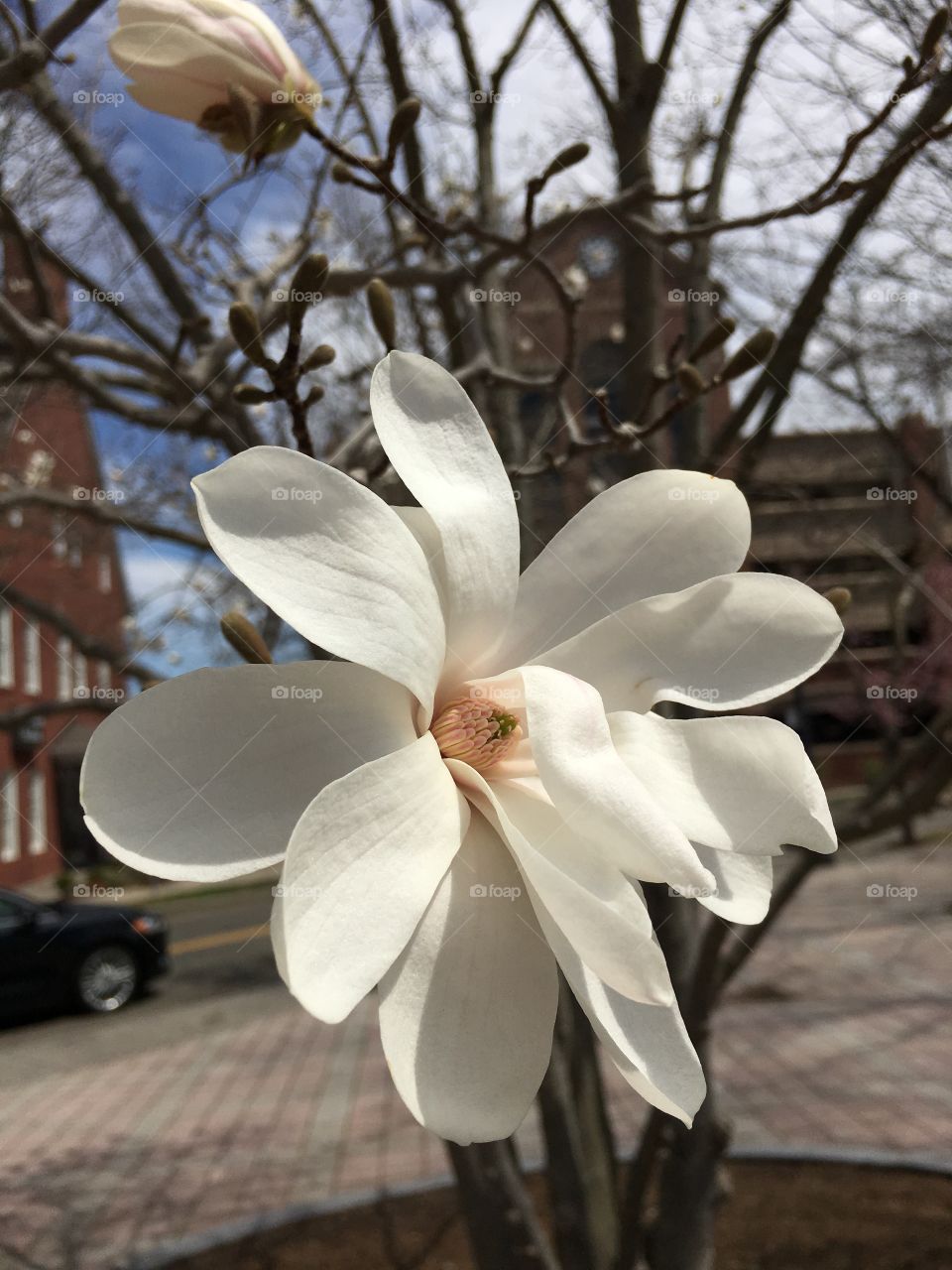 Stag magnolias in Danbury, CT