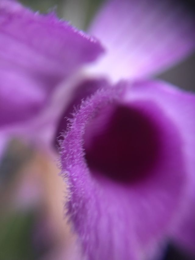 Orchid