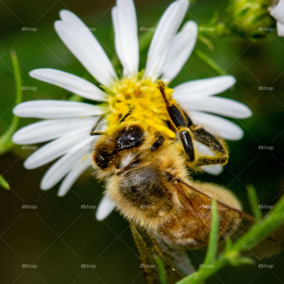 a bee hard at work