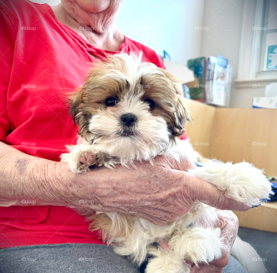 Senior woman holding a small adorable puppy.