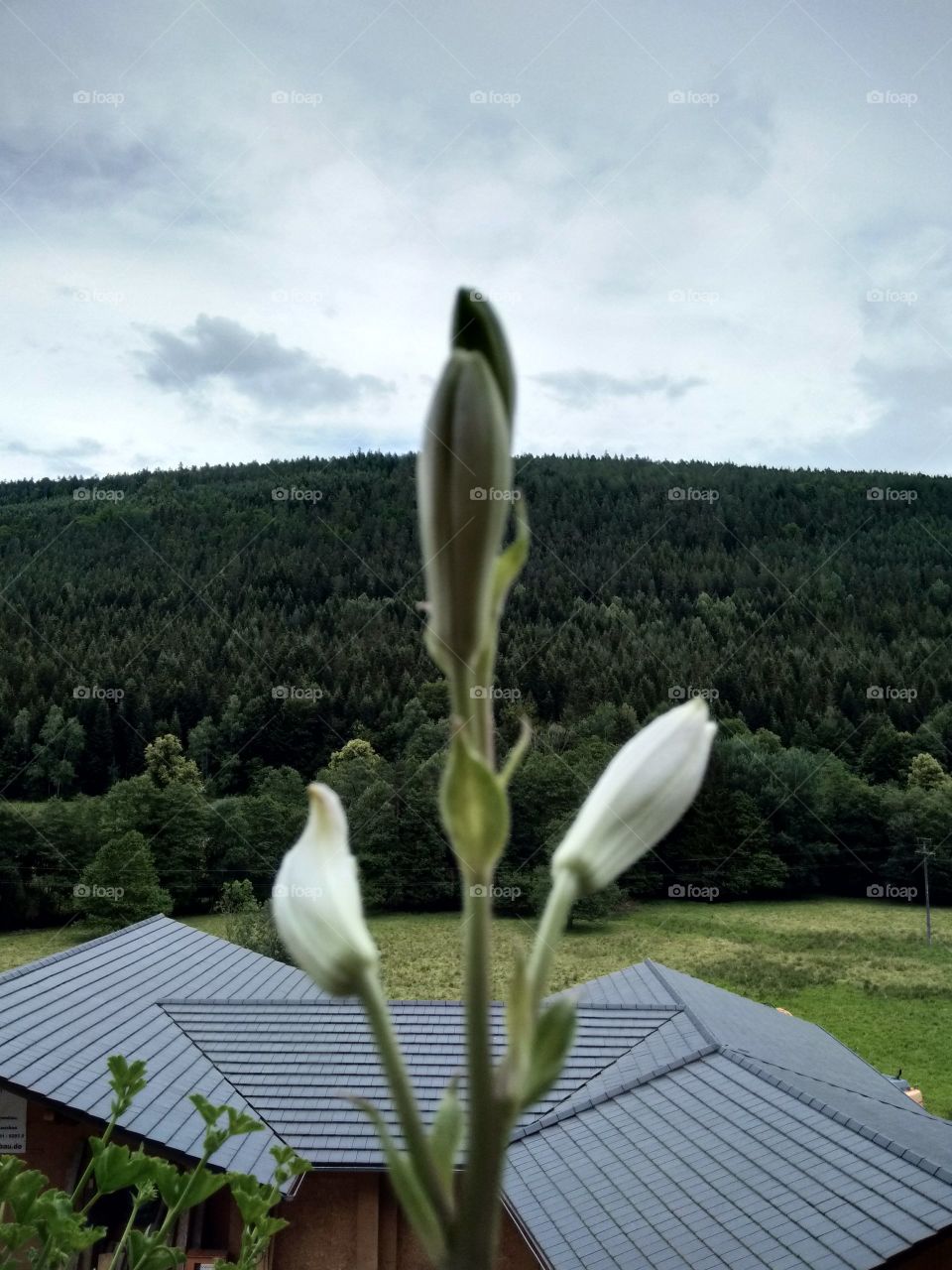 Bad Wildbad Schwarzwald