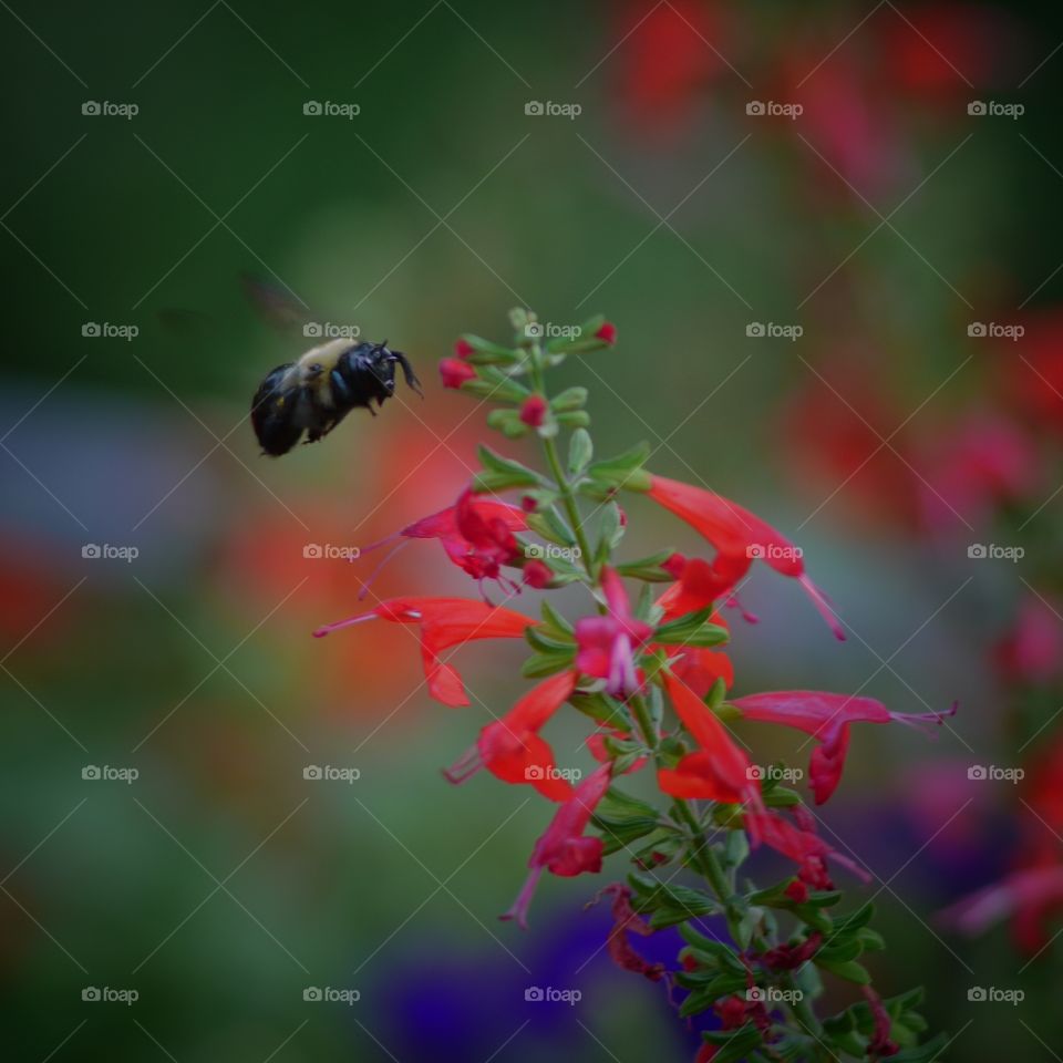 Close-up of bee flying on colorful flower