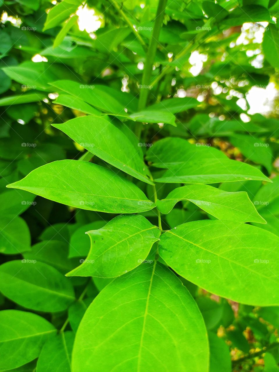 Plant with green leaves on the roadside