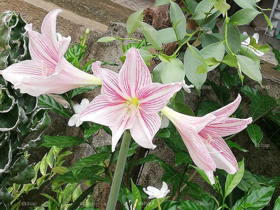 Pink Amaryllis