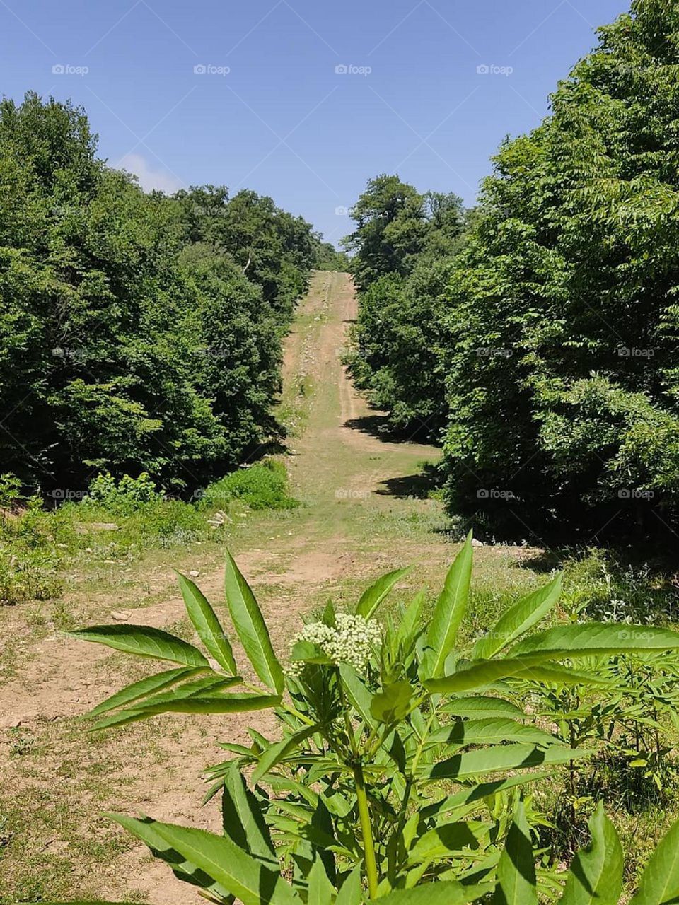 travel in the green plains is one of my enjoyable trips. I love traveling to this beautiful plain especially in spring and summer.This plain is covered with green trees and beautiful flowers.