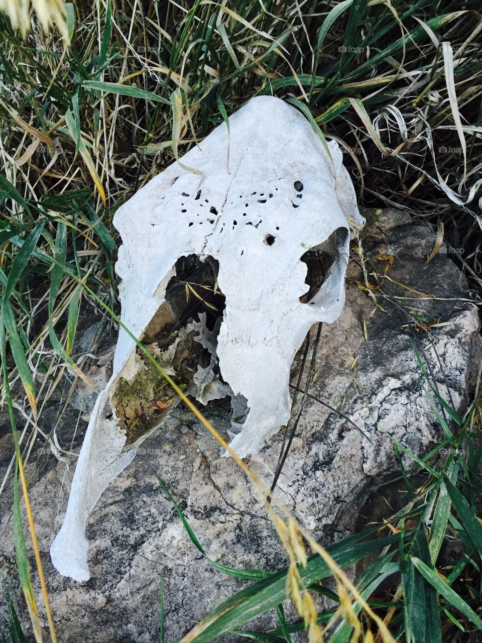 Cattle Skul. An old cattle skull 