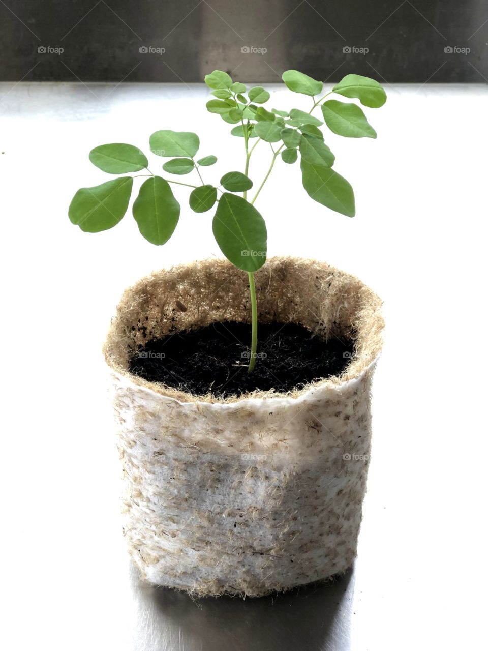 A small moringa plant