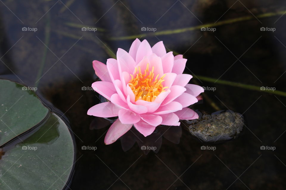 Gorgeous pink water lily at Queen Sirikrit Botanical Garden Chiang Mai Thailand 