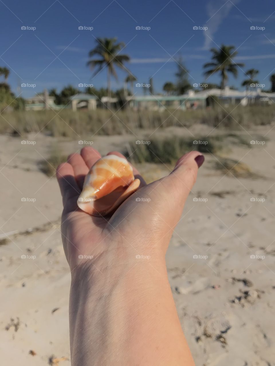 Hand holding a seashell