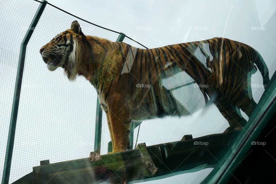 Tiger Above