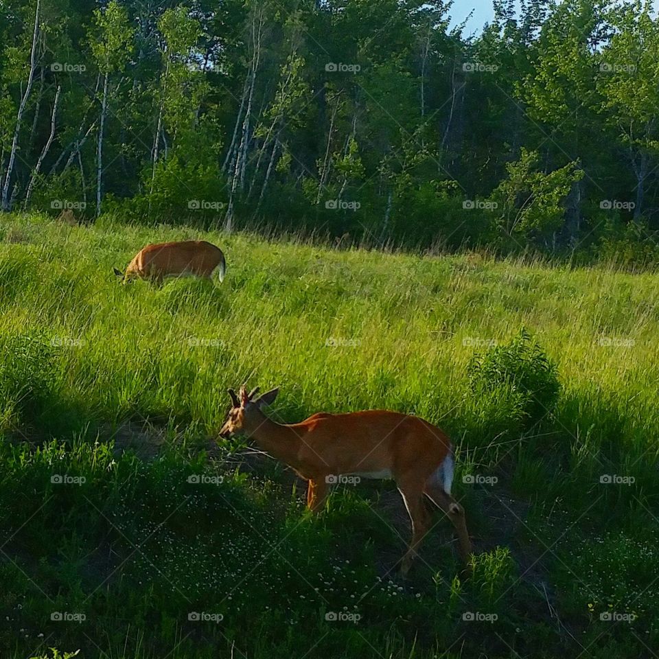 deer grazing