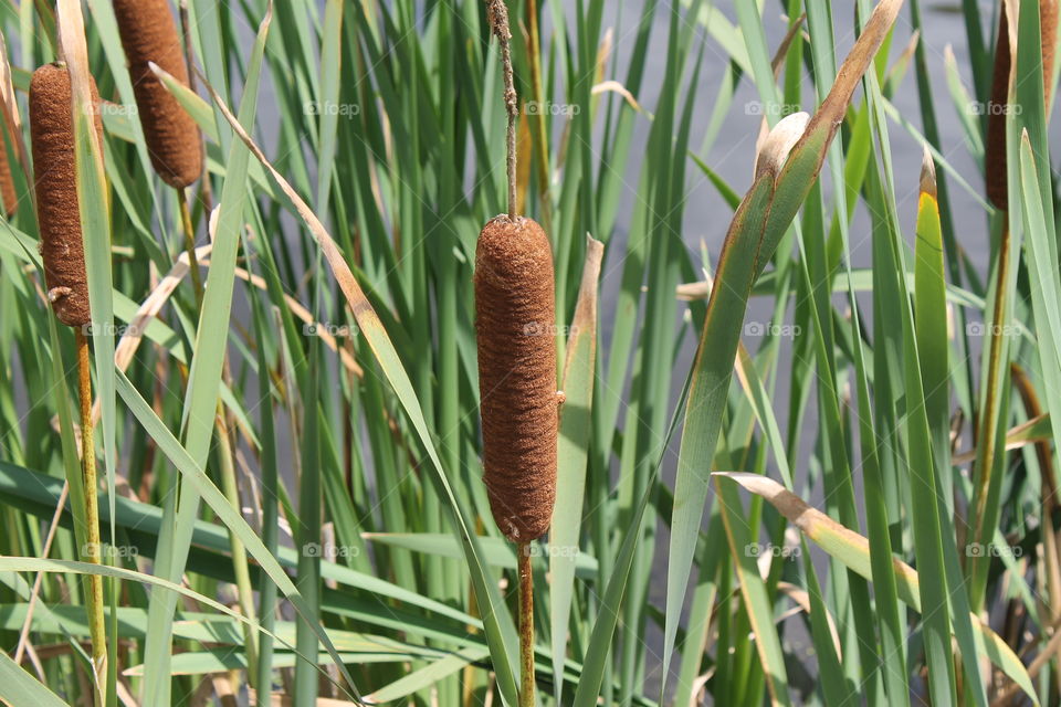 close up of a cattail