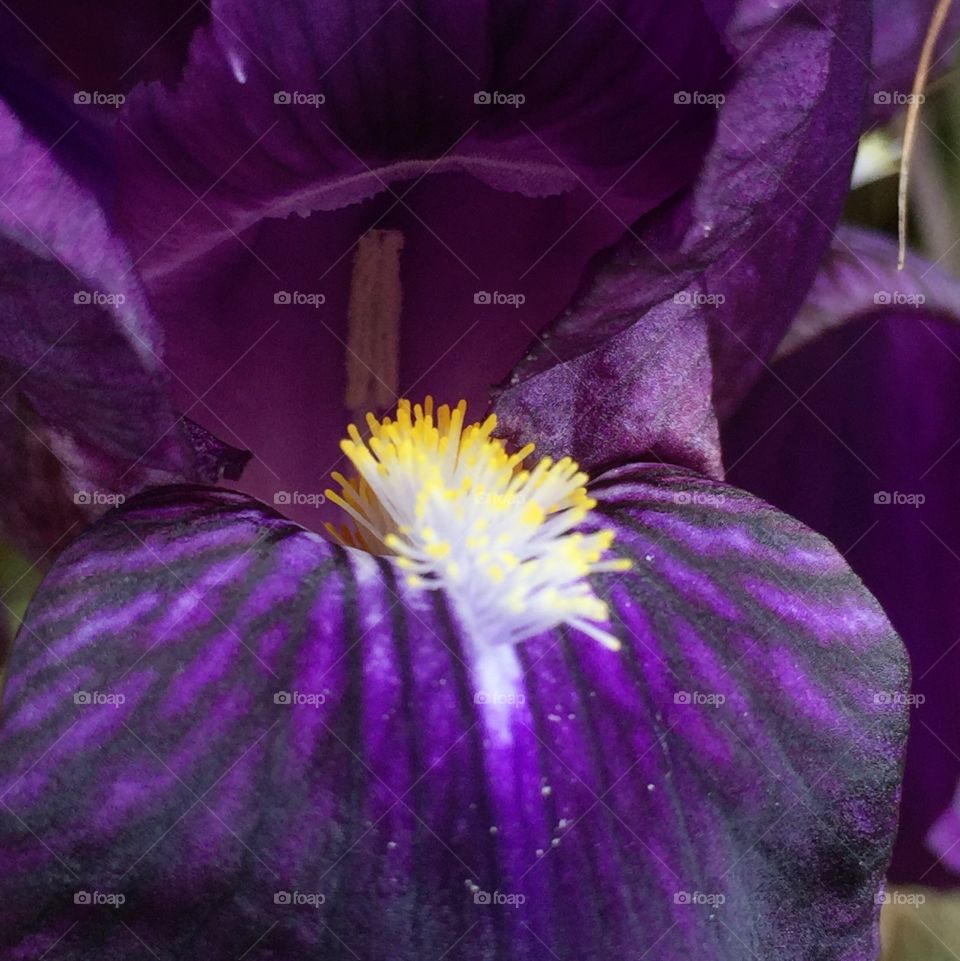 Purple iris closeup